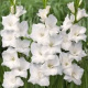 5 Gladiolen (wit) (leverbaar van jan-jun)